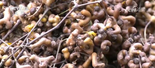 
医学科学院皮肤病医院黄牛号贩子票贩子代网上预约代挂号电话“农机+农技”助力秋收秋种 特色种养殖变身增收致富“金钥匙”