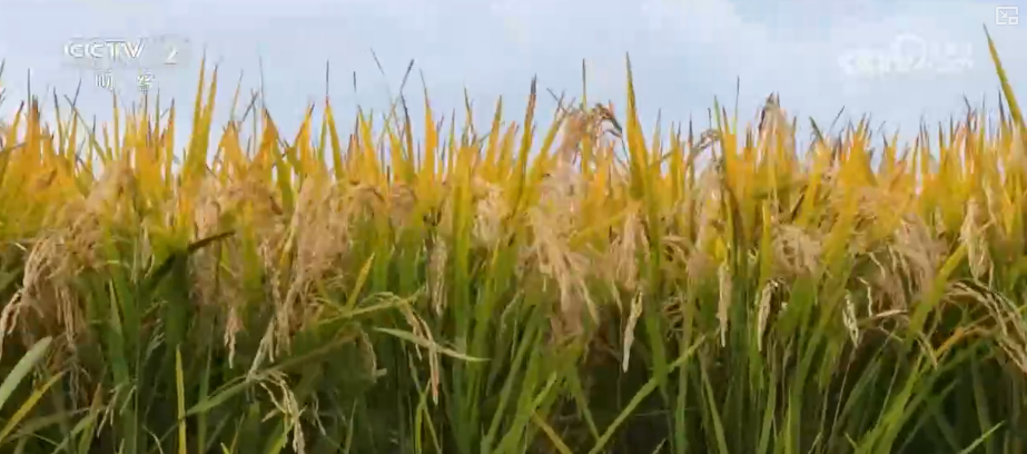 
江苏省东部战区总医院唐政陈慧平陈文萃文吉秋刘欣峰宋勇任建安黄牛挂号电话中国饭碗如何端得更牢？以怎样面貌迈向农业农村现代化？