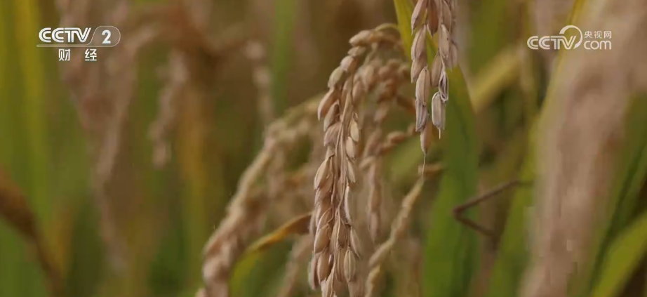 
江苏省东部战区总医院唐政陈慧平陈文萃文吉秋刘欣峰宋勇任建安黄牛挂号电话中国饭碗如何端得更牢？以怎样面貌迈向农业农村现代化？