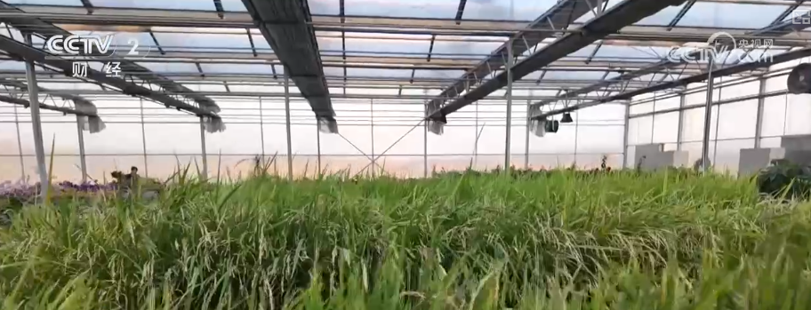 
江苏省东部战区总医院唐政陈慧平陈文萃文吉秋刘欣峰宋勇任建安黄牛挂号电话中国饭碗如何端得更牢？以怎样面貌迈向农业农村现代化？