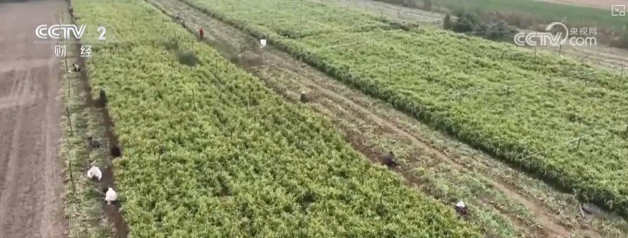 
广州医科大学附属第二医院黄牛号贩子票贩子代网上预约代挂号电话物丰价稳！多举措协同应对低温 保障百姓“菜篮子”无忧