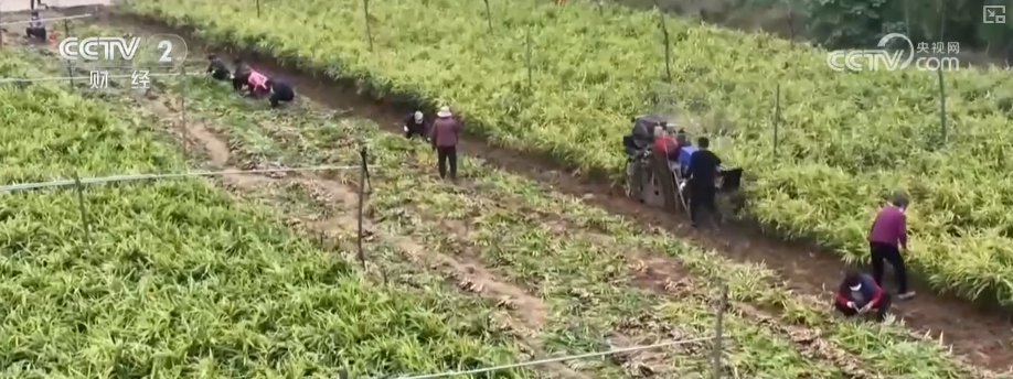 
广州医科大学附属第二医院黄牛号贩子票贩子代网上预约代挂号电话物丰价稳！多举措协同应对低温 保障百姓“菜篮子”无忧