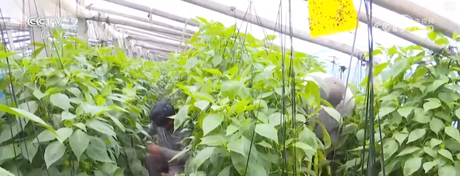 
广州医科大学附属第二医院黄牛号贩子票贩子代网上预约代挂号电话物丰价稳！多举措协同应对低温 保障百姓“菜篮子”无忧