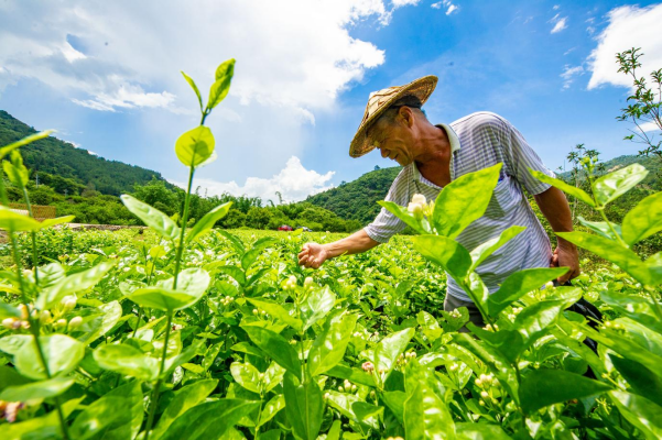 茉莉岩韵・茶连两岸  福州茉莉花茶即将亮相第十七届海峡两岸茶业博览会579