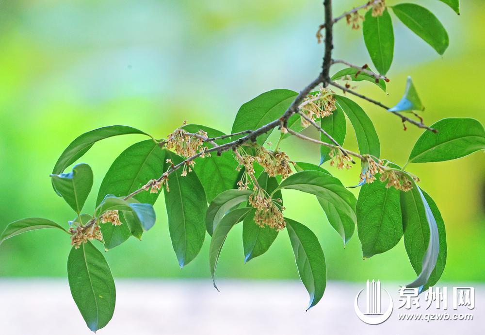 冷空气抵达 泉州市多云 气温下滑 山区局部小雨