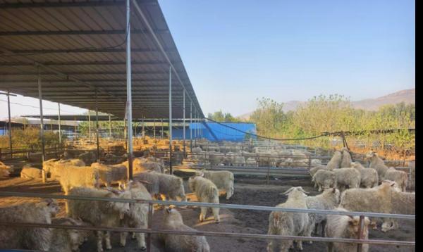 
陕西省中医医院黄牛号贩子票贩子代网上预约代挂号电话普惠金融进县域：激活唐县肉羊产业链，北京三盘羊肉就有一盘来自这里