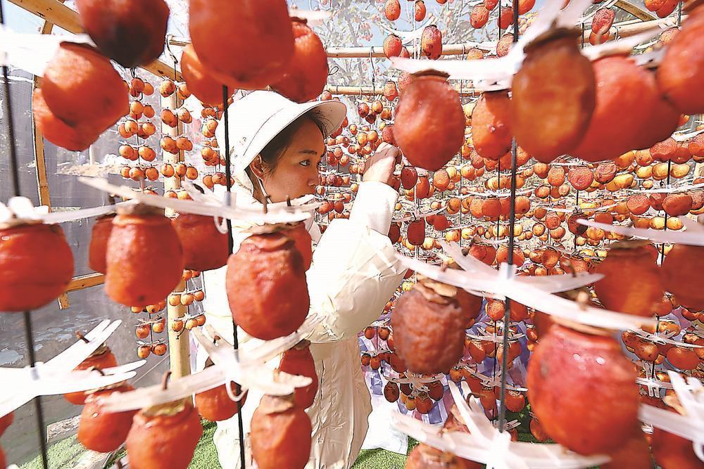 宁德市古田县：柿子挂满枝头 引市民游客前来游玩