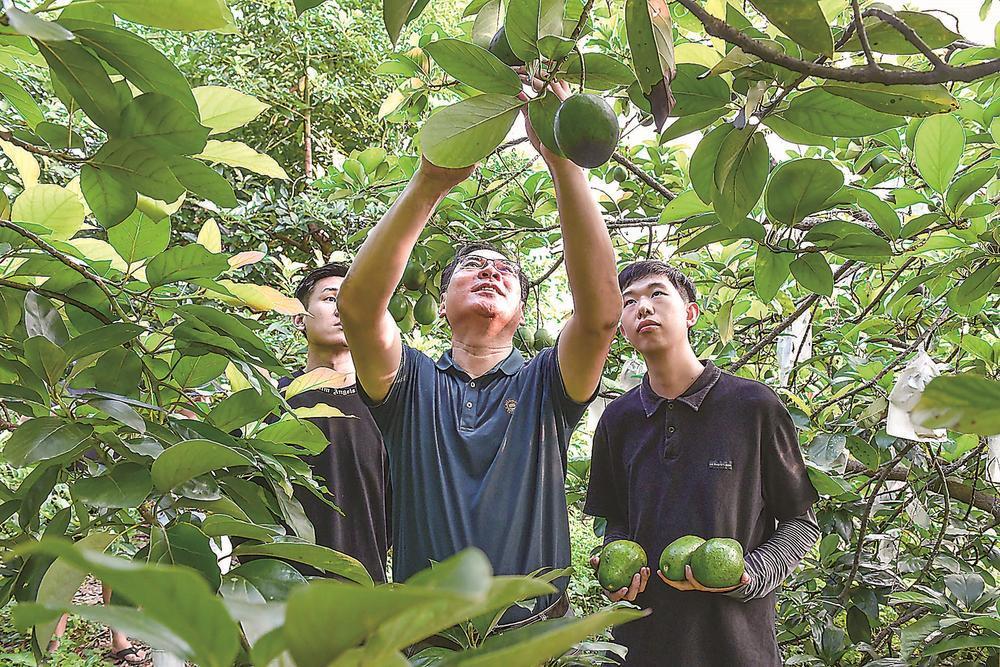 十载坚守,“洋水果”挂满厦门枝头