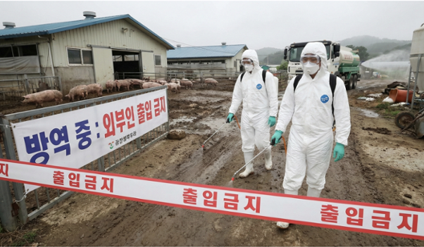 韩国发生非洲猪瘟疫情 政府发布“严重”级危机警报