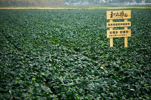 
北大国际医院黄牛号贩子票贩子代网上预约代挂号电话回到家乡如皋，和府捞面为百岁老人拍了部“情书”