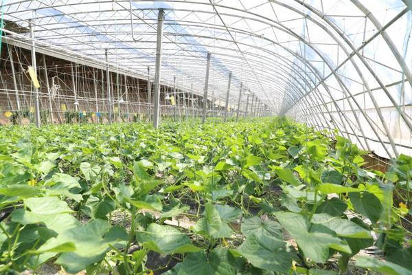 
广州医科大学附属肿瘤医院黄牛号贩子票贩子代网上预约代挂号电话大棚里的“新质生产力”：北京大兴长子营镇废弃物循环链“链”出果蔬好品质