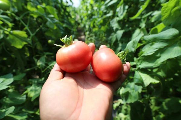 
广州医科大学附属肿瘤医院黄牛号贩子票贩子代网上预约代挂号电话大棚里的“新质生产力”：北京大兴长子营镇废弃物循环链“链”出果蔬好品质