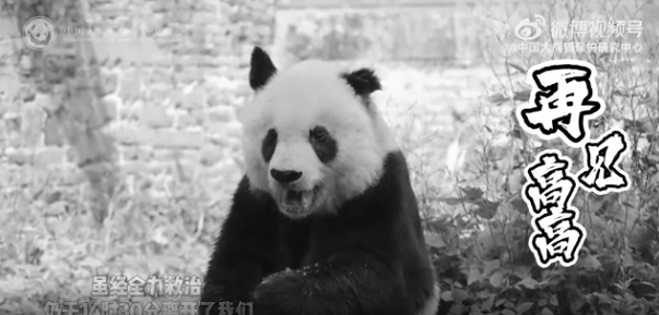 大熊猫“高高”去世 时年约33岁