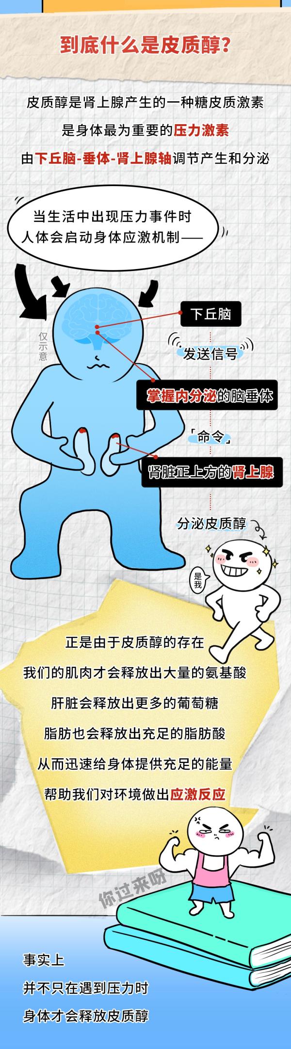 西安市儿童医院黄牛号贩子票贩子代网上预约代挂号电话你减肥比别人难,是因为皮质醇太高?