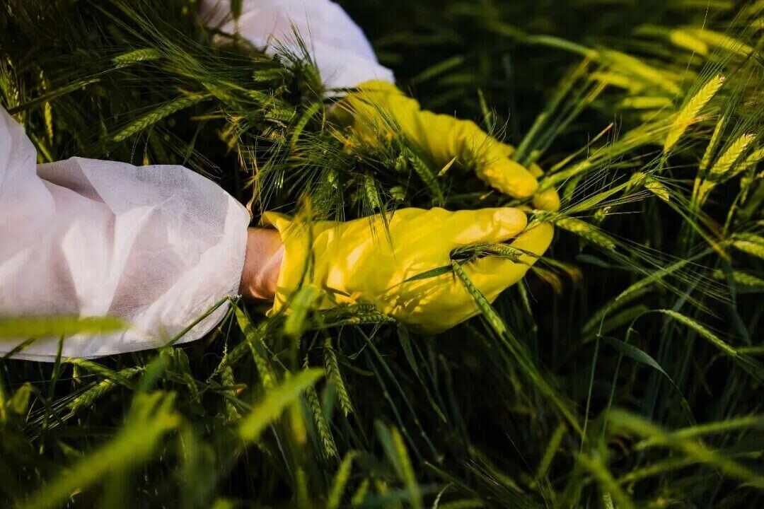 间谍在我国非法搜集亲本种子，后果究竟有多严重？