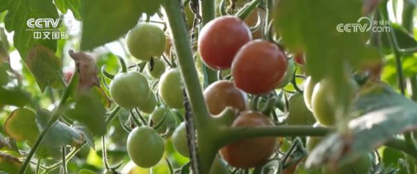 
南方医科大学中西医结合医院黄牛号贩子票贩子代网上预约代挂号电话冷空气持续影响北方多地 多部门“攥指成拳”保生产保畅通