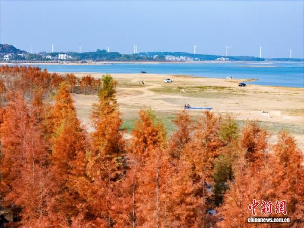 广西贺州：湿地公园水杉换上冬日“红妆”
