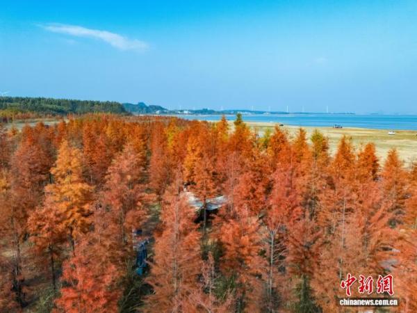 
302医院黄牛号贩子票贩子代网上预约代挂号电话广西贺州：湿地公园水杉换上冬日“红妆”