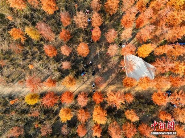 
302医院黄牛号贩子票贩子代网上预约代挂号电话广西贺州：湿地公园水杉换上冬日“红妆”