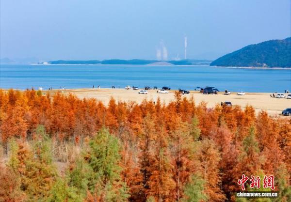 
302医院黄牛号贩子票贩子代网上预约代挂号电话广西贺州：湿地公园水杉换上冬日“红妆”