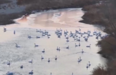 
空港医院黄牛号贩子票贩子代网上预约代挂号电话东北山村变身天鹅湾 这些“