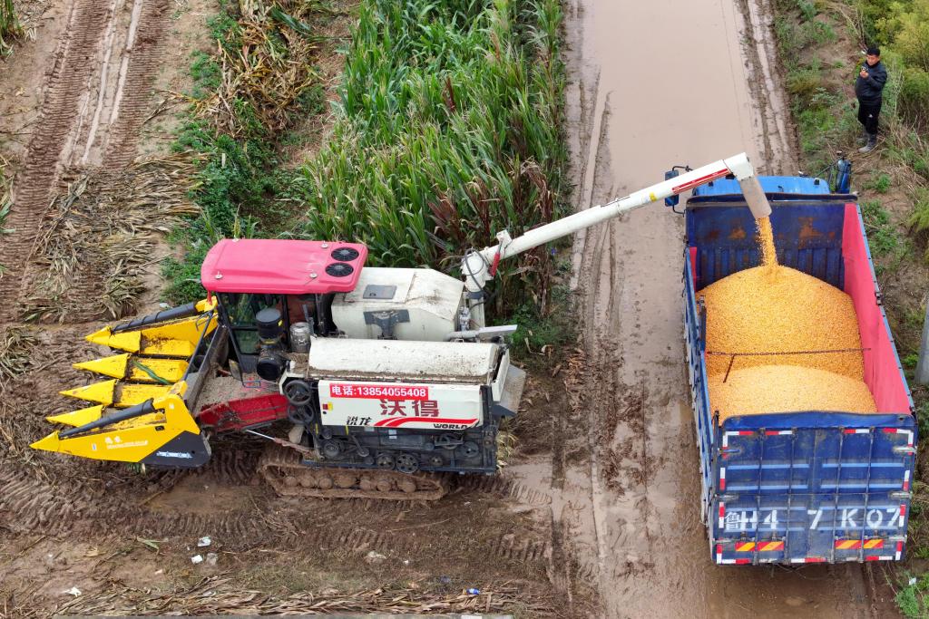 14297.5亿斤！今年粮食再获丰收