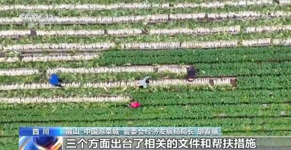 
广州医科大学附属脑科医院郑英君黄兴兵陆小兵徐贵云黄若燕彭红军黄牛挂号电话小泡菜变成大产业 每天400多吨“下饭菜”从这里发往全国