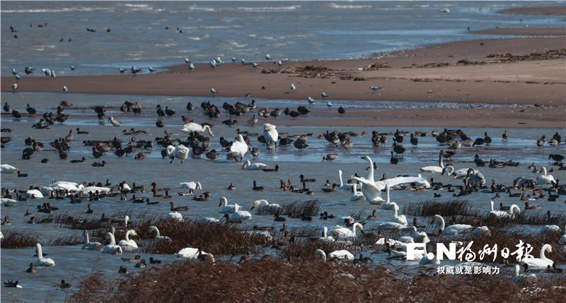 闽江河口国家湿地公园明年四季度开园