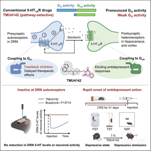 科研新成果：抗抑郁药起效有望从数周缩短至一小时