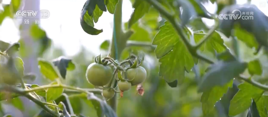 
重庆市医院吕钢林宝昕李成荫易国祥刘洪黄牛挂号电话加强管理、除雪保温 打好应对寒潮“组合拳”保障粮油作物平稳越冬