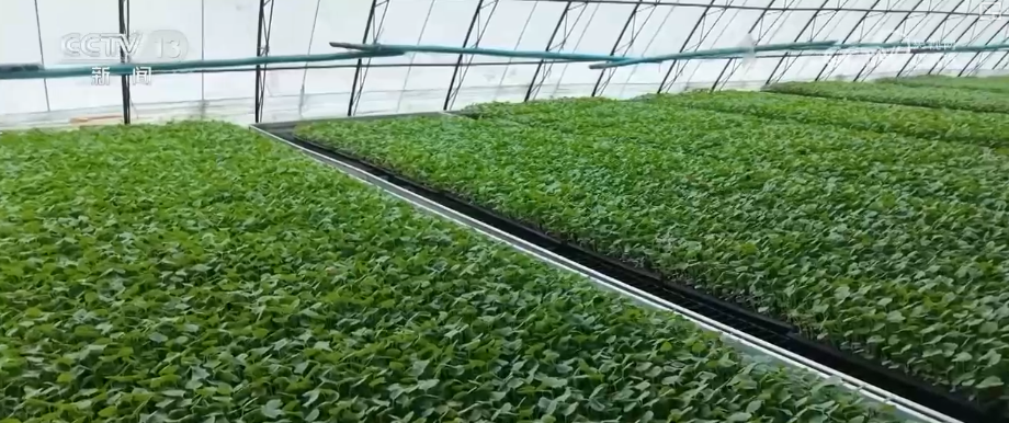 
重庆市医院吕钢林宝昕李成荫易国祥刘洪黄牛挂号电话加强管理、除雪保温 打好应对寒潮“组合拳”保障粮油作物平稳越冬