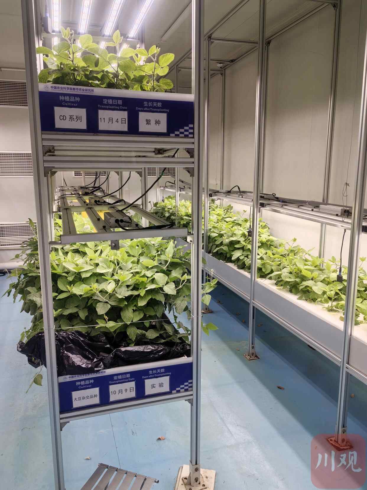 植物住“高楼”！100平米场地年产生菜50吨，怎么做到的？