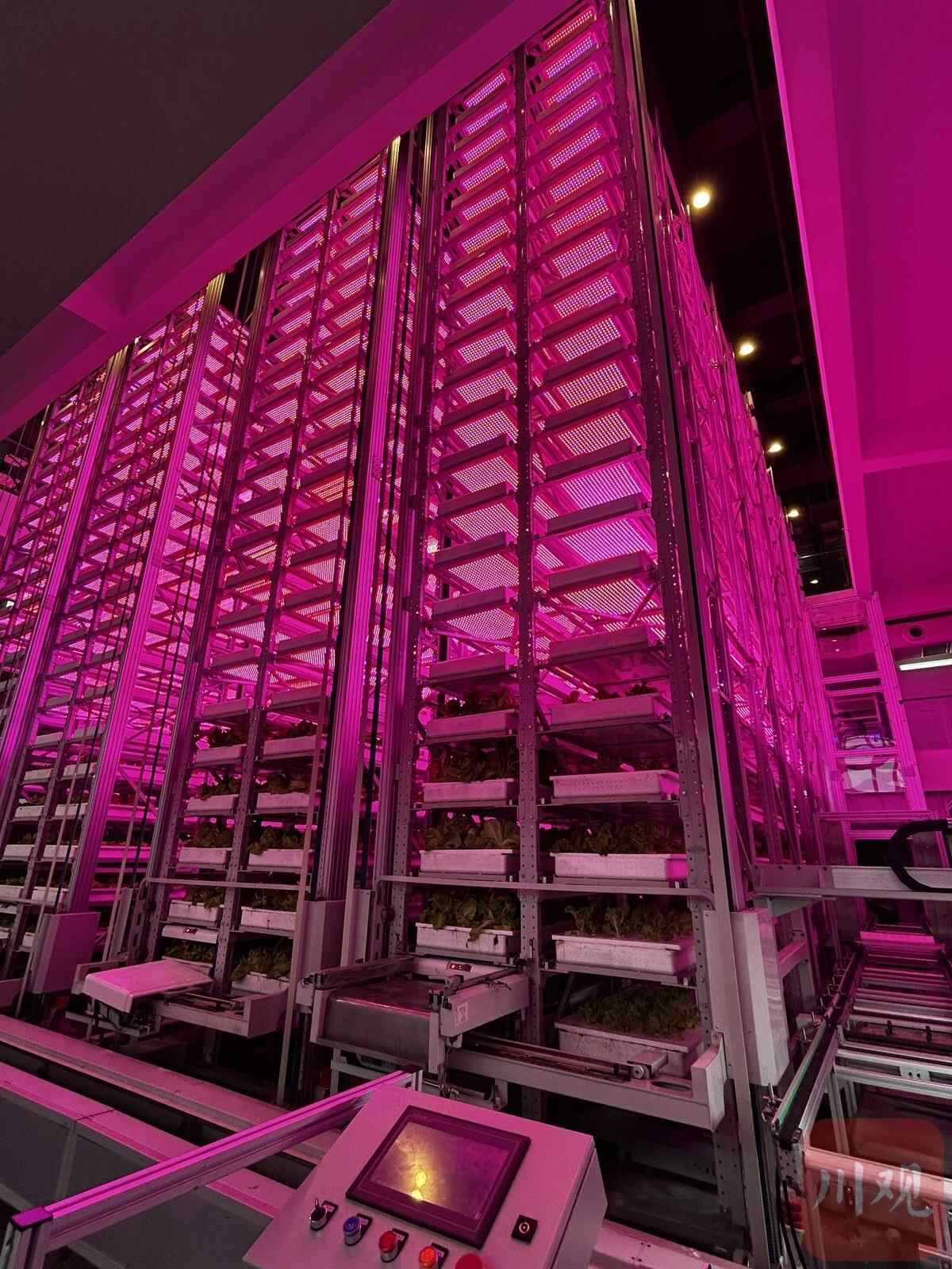 植物住“高楼”！100平米场地年产生菜50吨，怎么做到的？