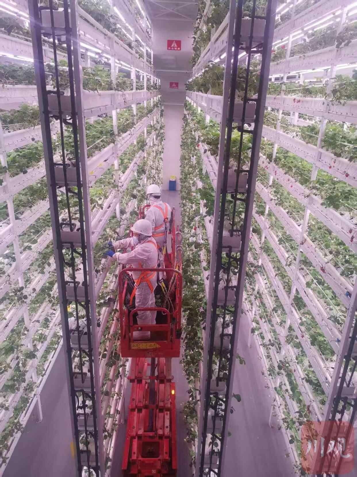 植物住“高楼”！100平米场地年产生菜50吨，怎么做到的？