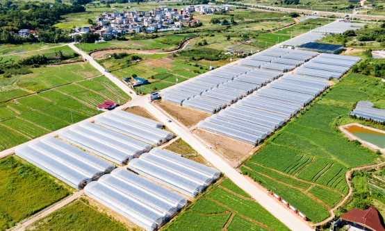 【通稿】&ldquo;小地瓜&rdquo;变&ldquo;大产业&rdquo;：福建连城县全方位推动&ldquo;地瓜经济&rdquo;299