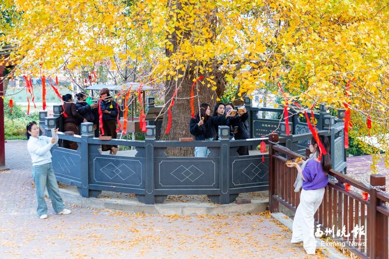 连江古银杏迎来&ldquo;颜值巅峰&rdquo;