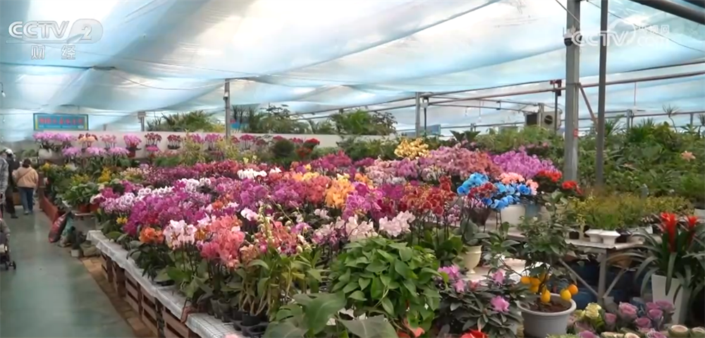 
北大第六医院黄牛号贩子票贩子代网上预约代挂号电话进口水果量升价降、年宵花卉供销两旺 节前消费市场“琳琅满目”货足价稳