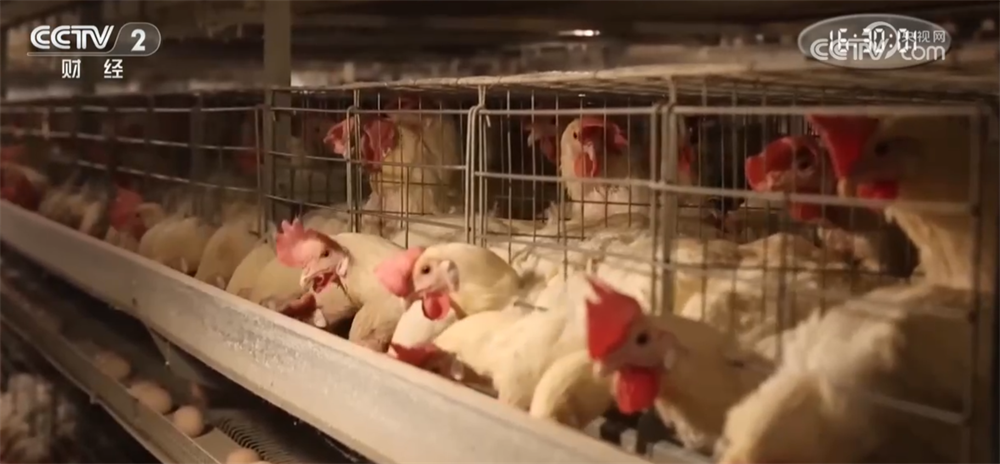 
陕西省人民医院黄牛号贩子票贩子代网上预约代挂号电话节假日备货拉动下游市场消费需求 全国鸡蛋价格出现反弹