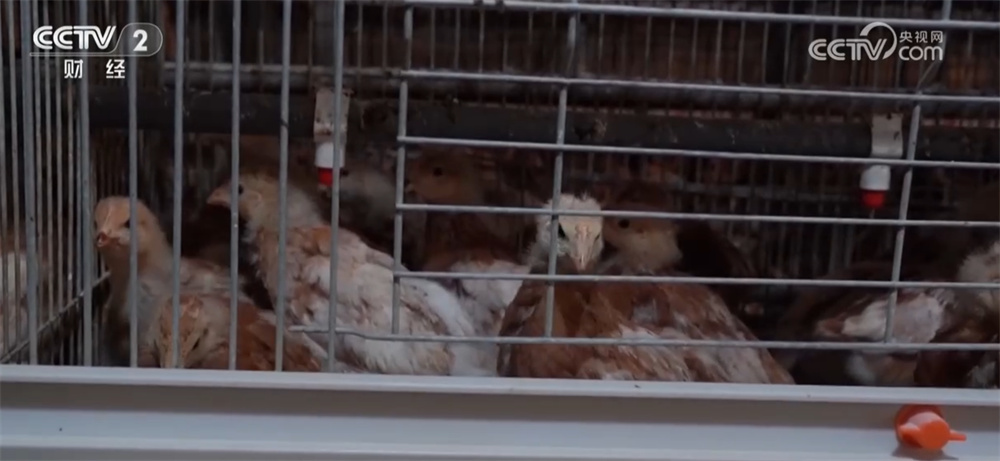 
陕西省人民医院黄牛号贩子票贩子代网上预约代挂号电话节假日备货拉动下游市场消费需求 全国鸡蛋价格出现反弹