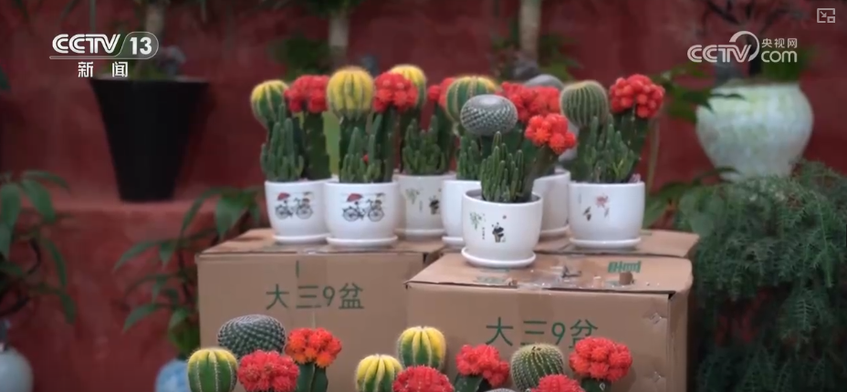 
南方医科大学中西医结合医院黄牛号贩子票贩子代网上预约代挂号电话科技加持“美丽经济” 各地年宵花卉集中上市销售火热