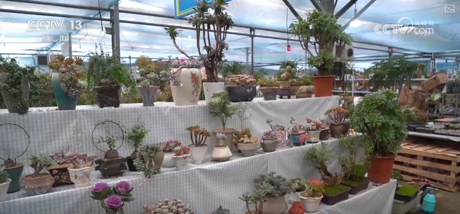 
南方医科大学中西医结合医院黄牛号贩子票贩子代网上预约代挂号电话科技加持“美丽经济” 各地年宵花卉集中上市销售火热