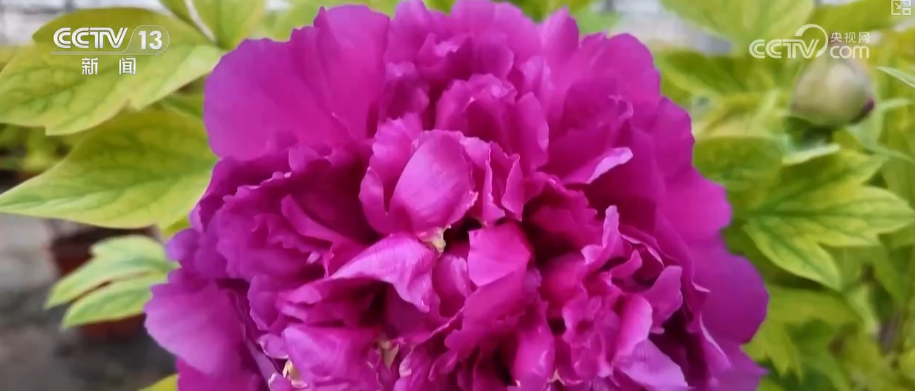 
南方医科大学中西医结合医院黄牛号贩子票贩子代网上预约代挂号电话科技加持“美丽经济” 各地年宵花卉集中上市销售火热