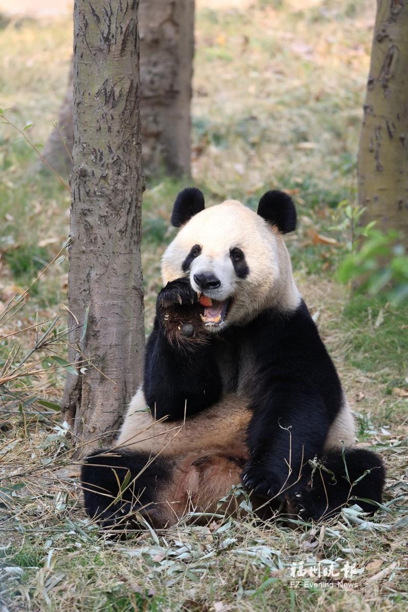 “国宝天团”入住福州熊猫世界