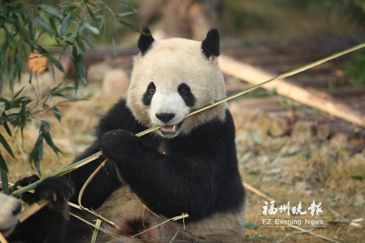 “国宝天团”入住福州熊猫世界