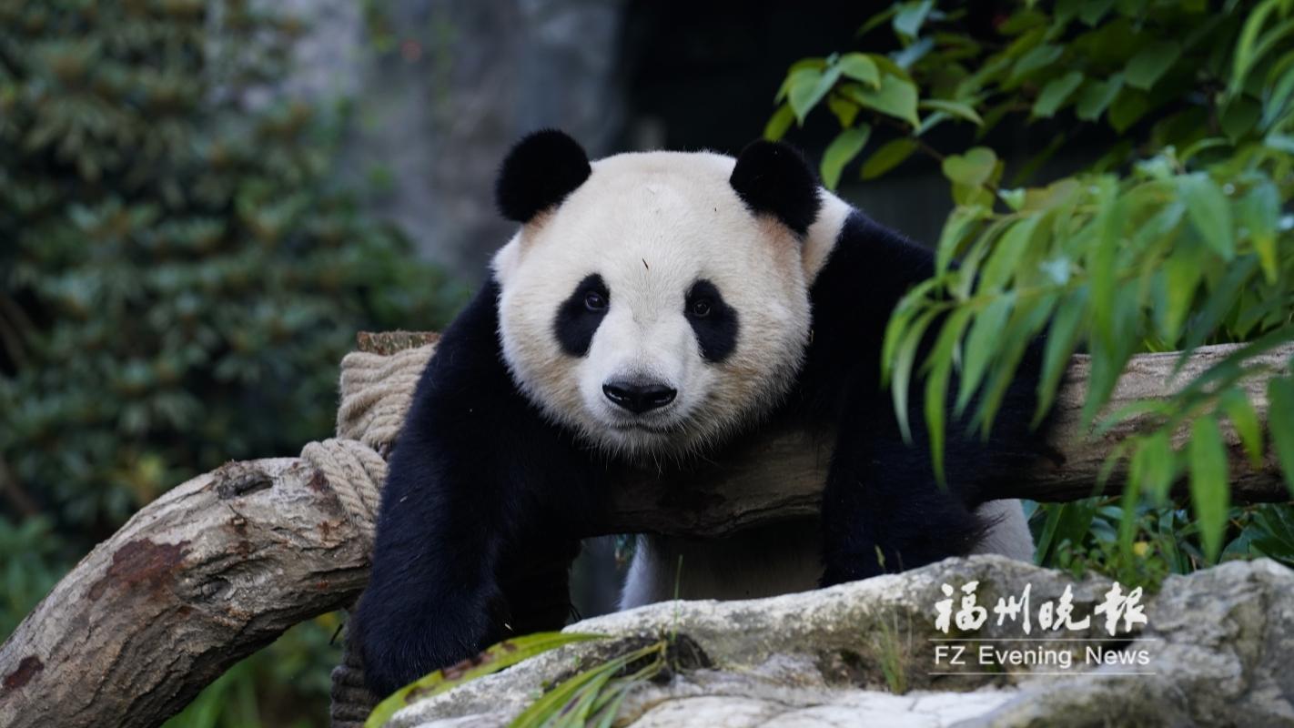 “国宝天团”入住福州熊猫世界