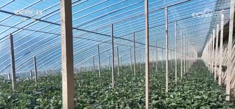 
西安各大医院黄牛挂号电话元旦假期“米袋子”“油瓶子”“菜篮子”供应物丰价稳、市场购销两旺