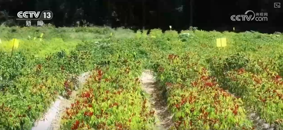 
西安各大医院黄牛挂号电话元旦假期“米袋子”“油瓶子”“菜篮子”供应物丰价稳、市场购销两旺