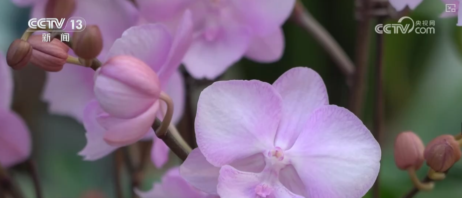 
上海精神卫生中心黄牛号贩子票贩子代网上预约代挂号电话“顶流”“新宠”带热节日消费 新品争相上市购销两旺推高跨年经济热力