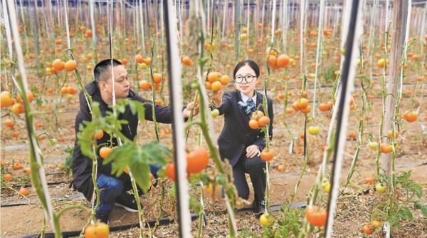 
辽宁省肿瘤医院黄牛号贩子票贩子代网上预约代挂号电话金融活水润千企 深耕普惠助振兴 ——福建农行践行普惠金融纪实