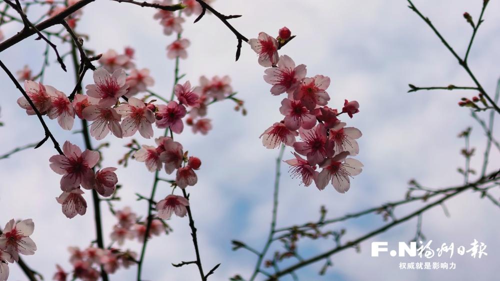 4个新品种早樱落户闽江公园南园